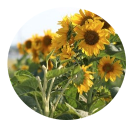 Circle image of sun flowers