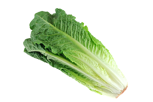 Head of romaine lettuce