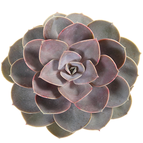 Isolated succulent on white background