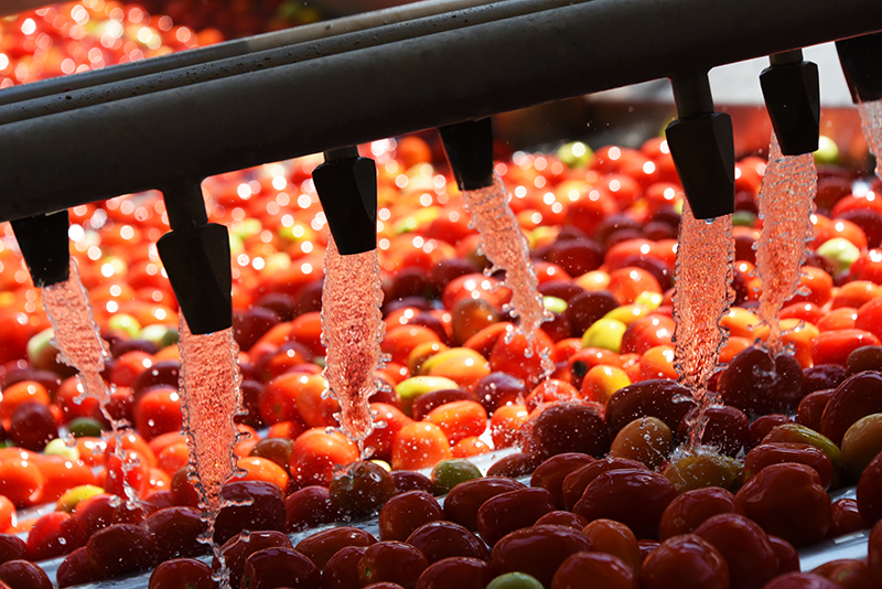 Tomatos being washed on a conveyor belt.