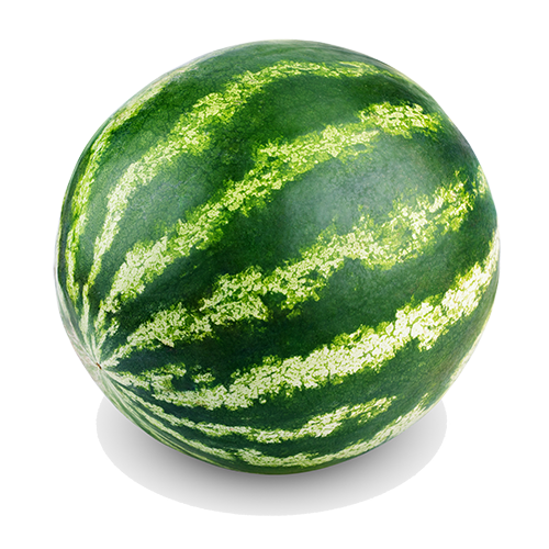 Ripe single full watermelon isolated on white background.