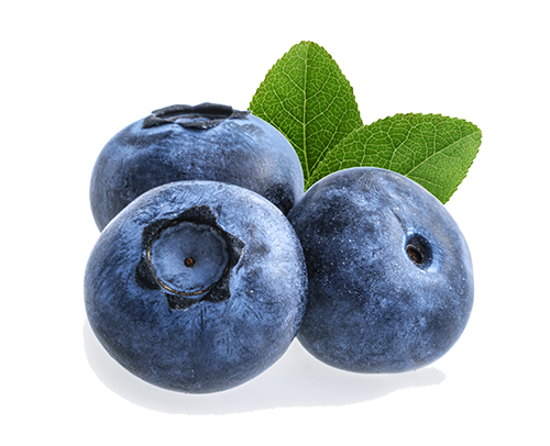 blueberry isolated on white background